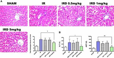 [D-Ala2, D-Leu5] Enkephalin Attenuates Hepatic Ischemia–Reperfusion Injury in Cirrhotic Rats
